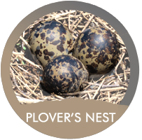 Plover's Nest